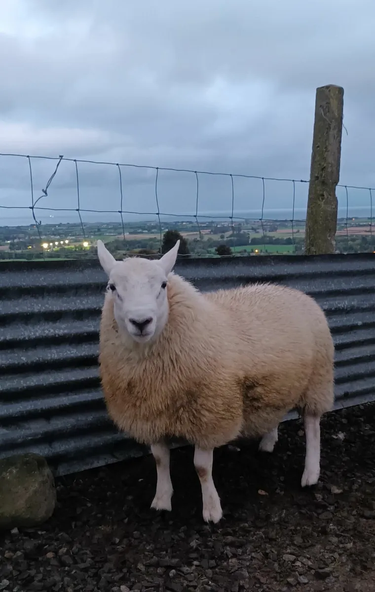 Hill North Country Cheviot ram lamb - Image 2