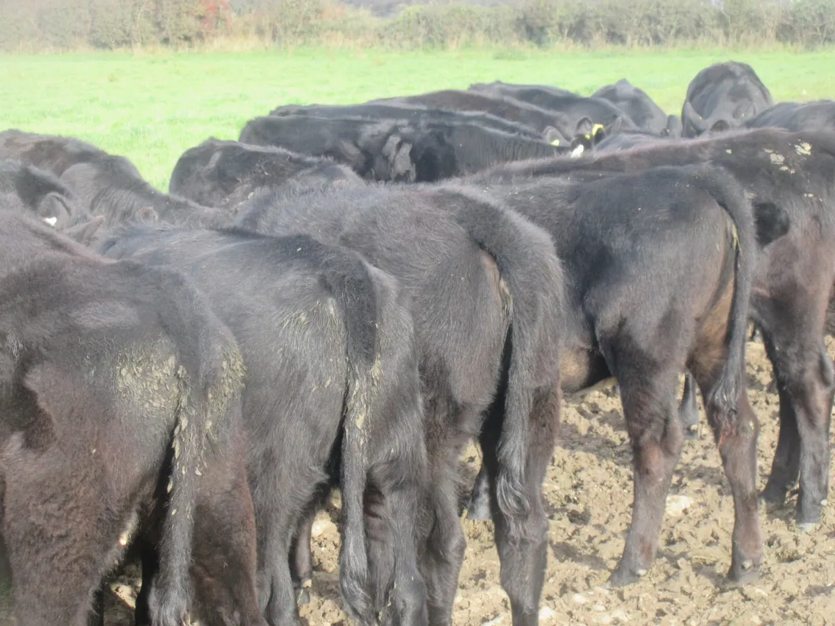 30 aberdeen angus heifer weanlings - Image 3