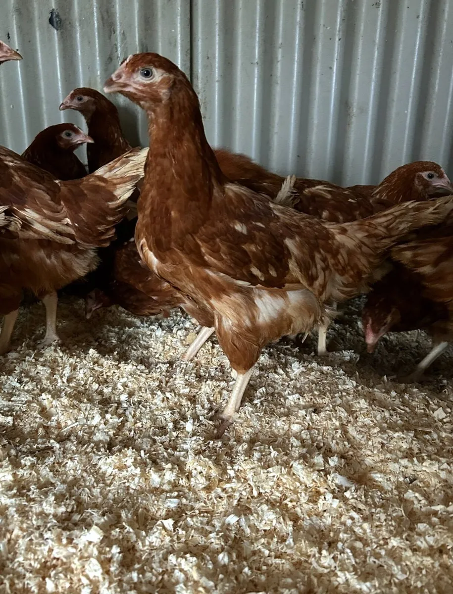13 week old isa brown pullets - Image 1