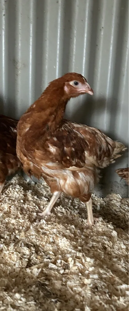 13 week old isa brown pullets - Image 2