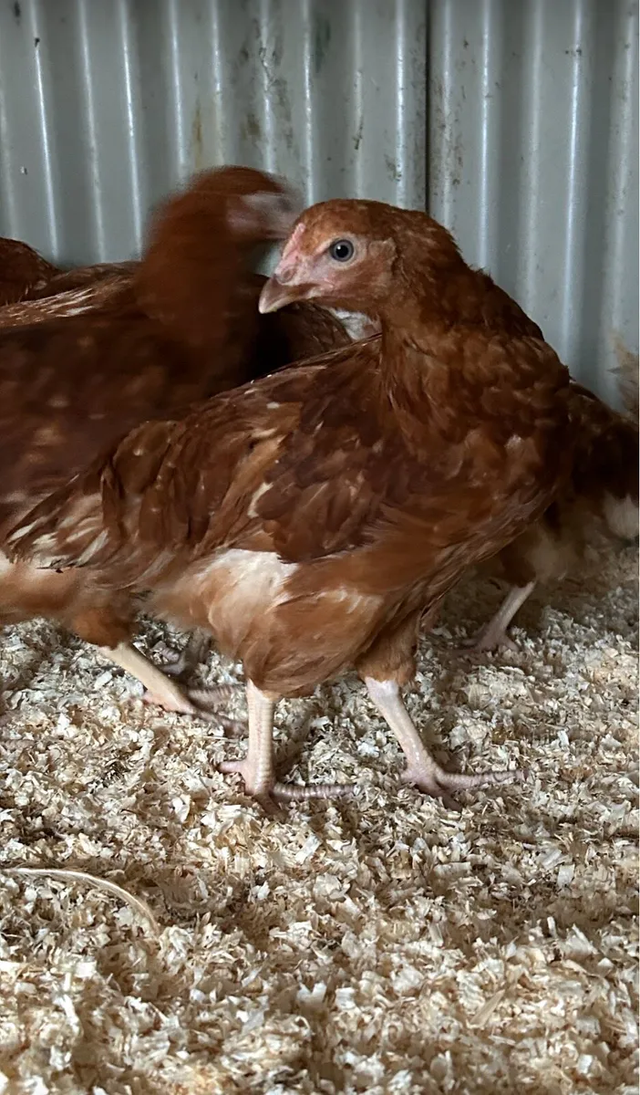 13 week old isa brown pullets - Image 3