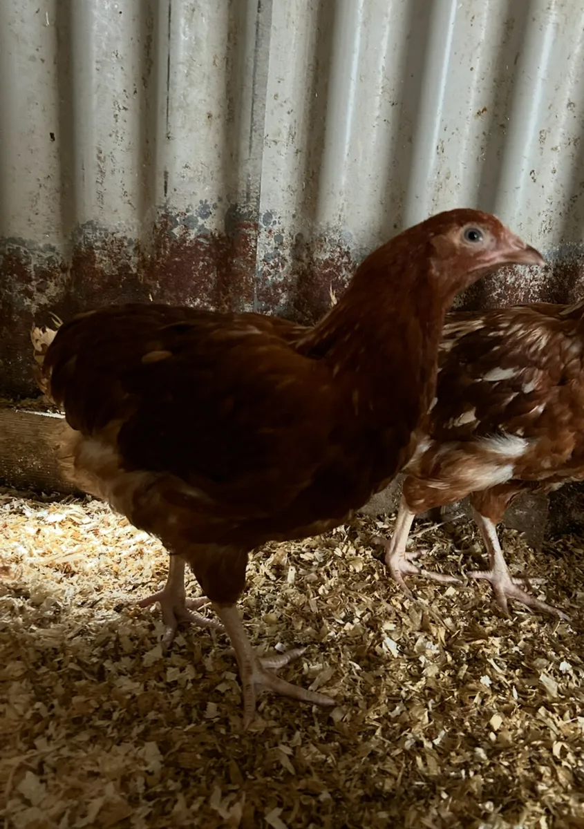 13 week old isa brown pullets - Image 4