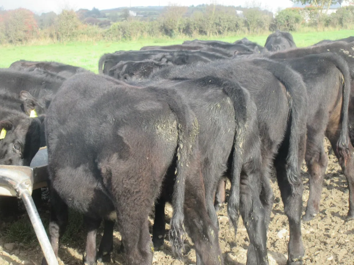 30 aberdeen angus heifer weanlings - Image 1