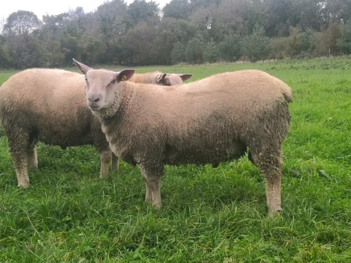SIS Eligible Charollais Ram Lamb - Image 3