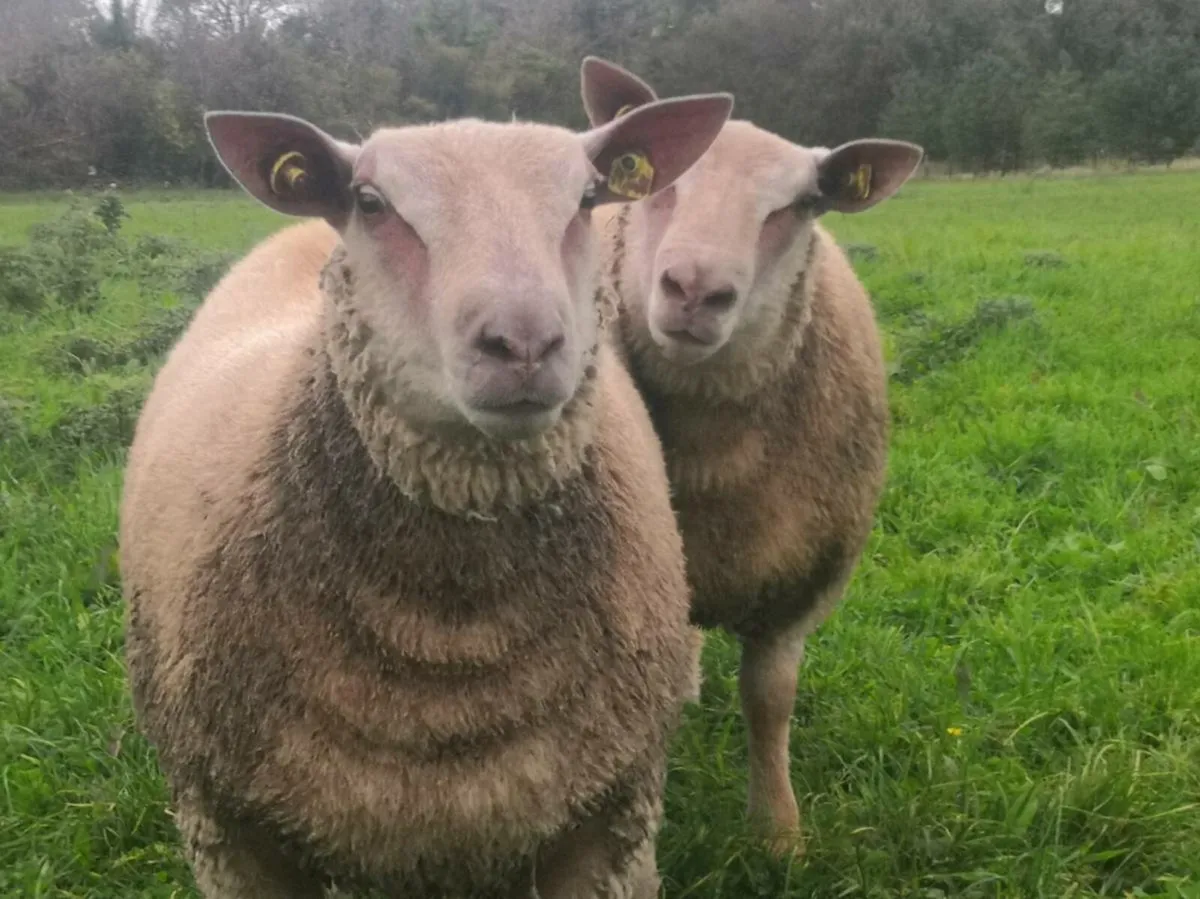 SIS Eligible Charollais Ram Lamb - Image 4