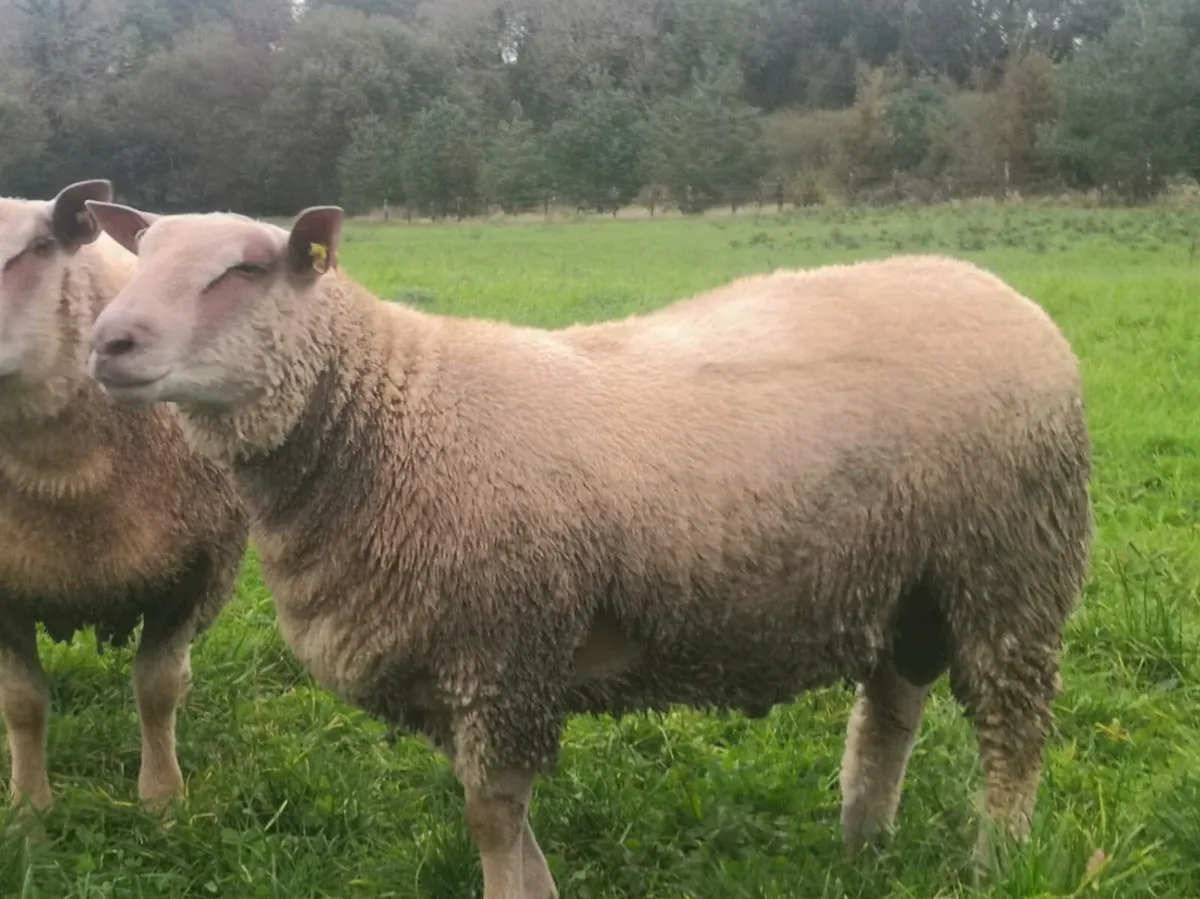 SIS Eligible Charollais Ram Lamb - Image 1