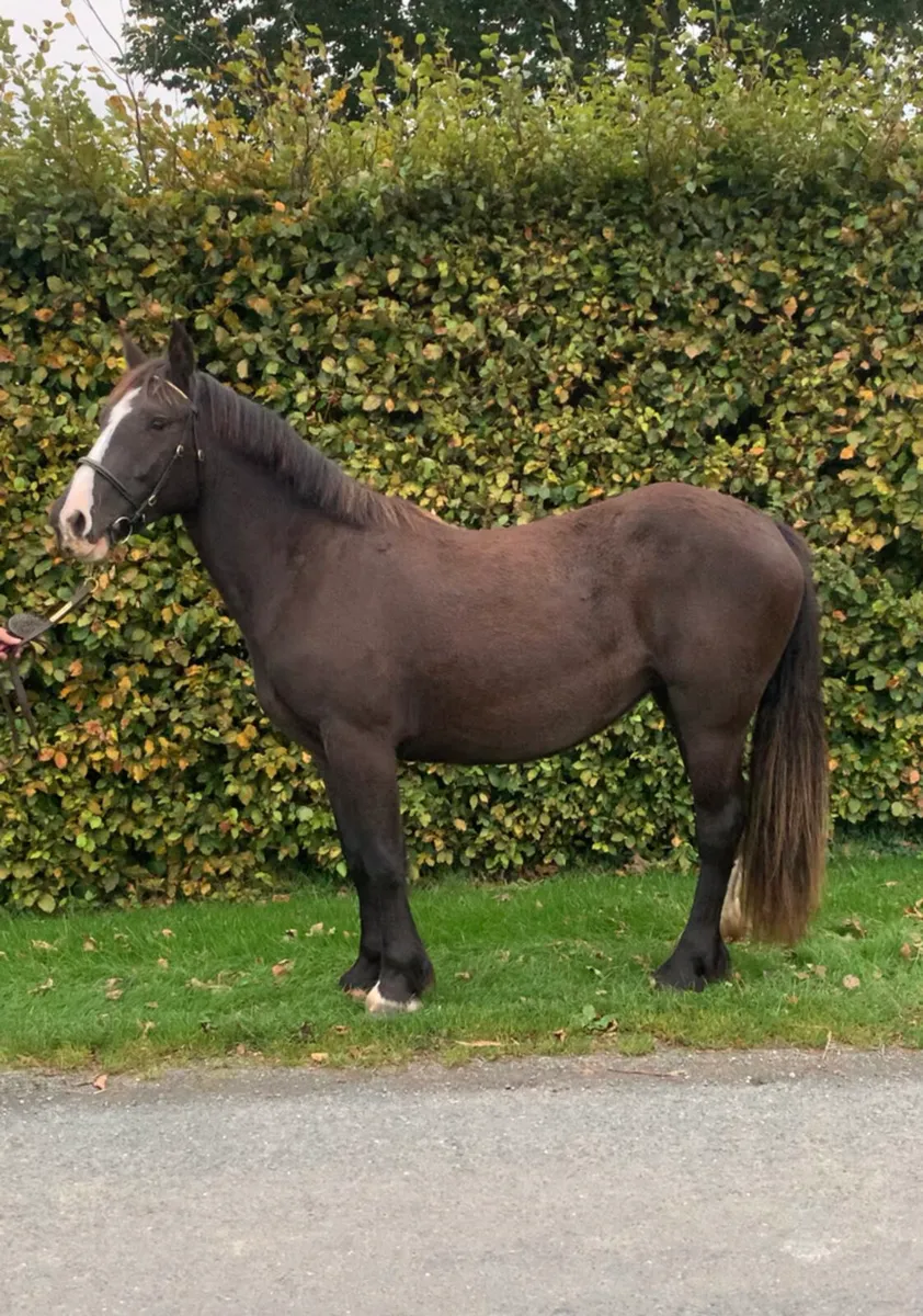 Filly - Image 1