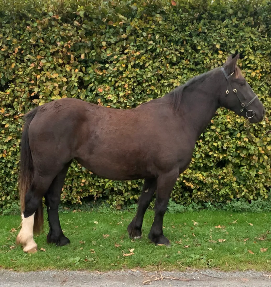 Filly - Image 2