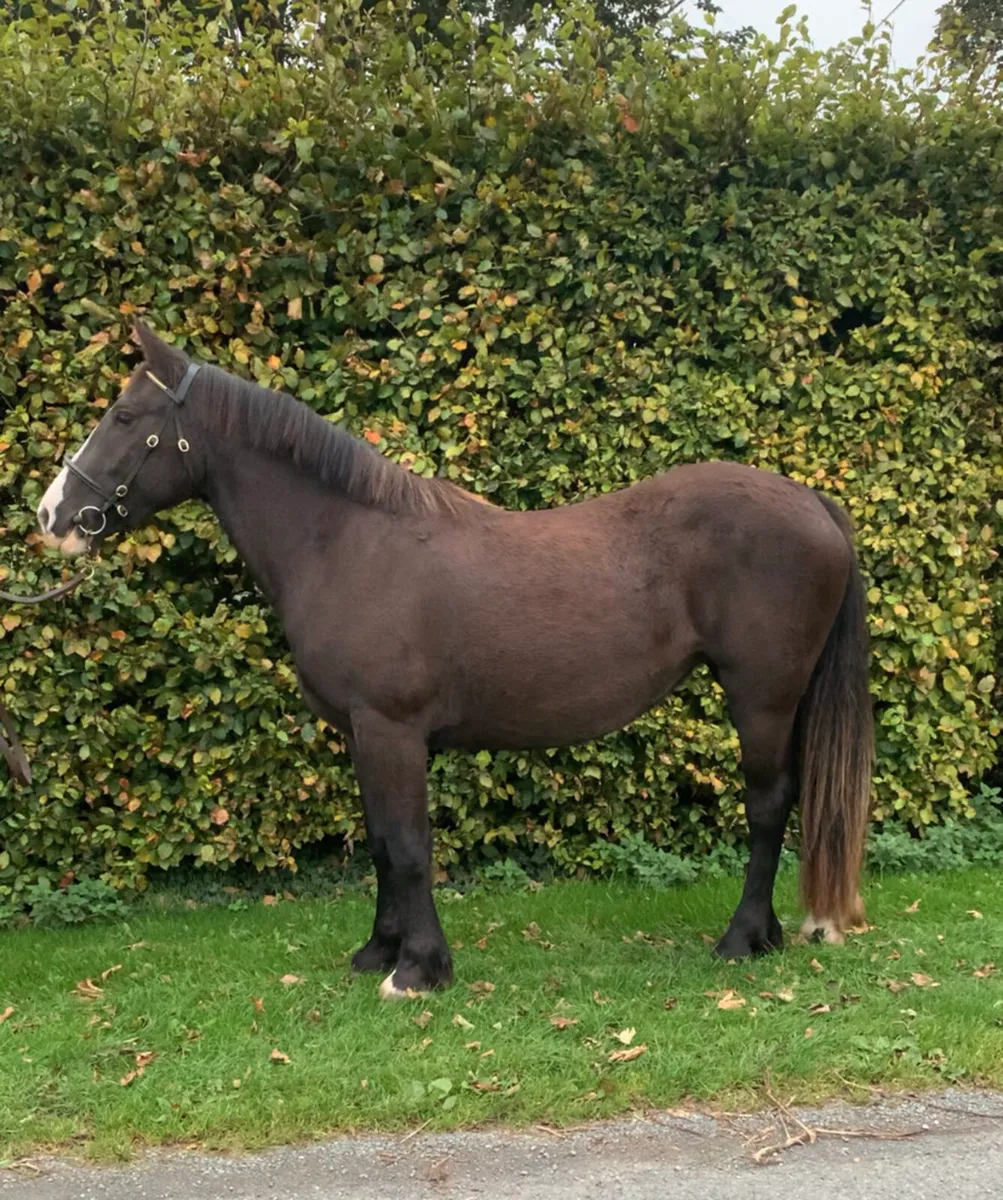 Filly - Image 3