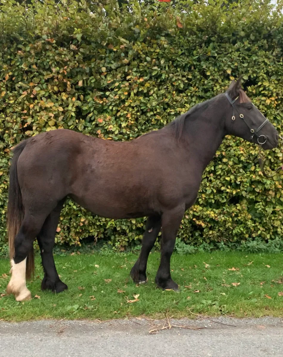 Filly - Image 4