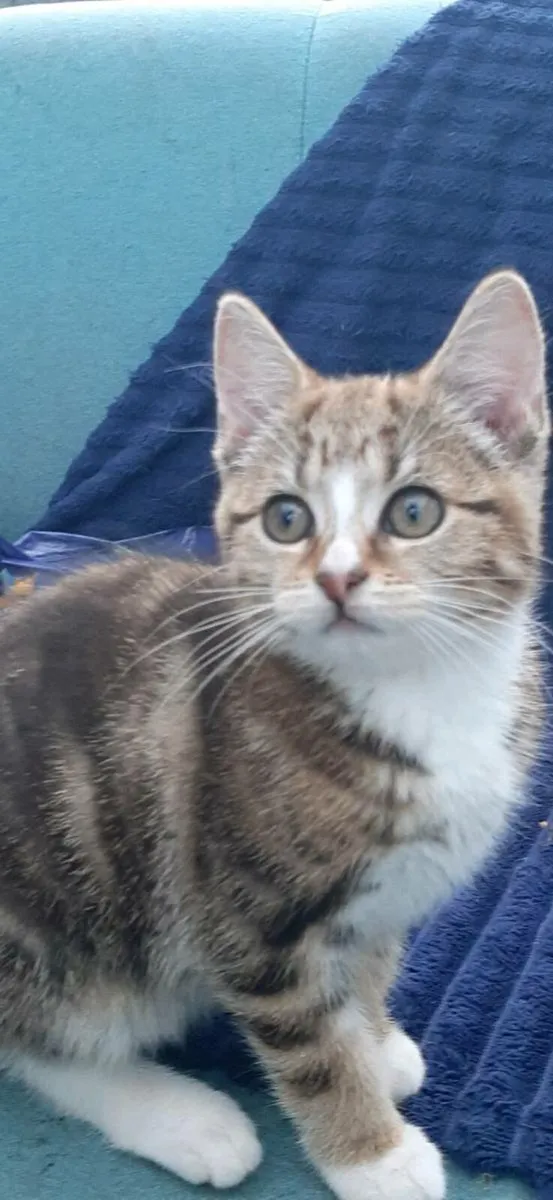 Kittens - Image 1