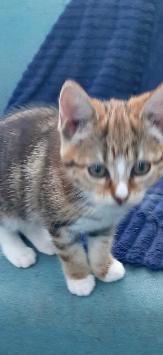 Kittens - Image 2