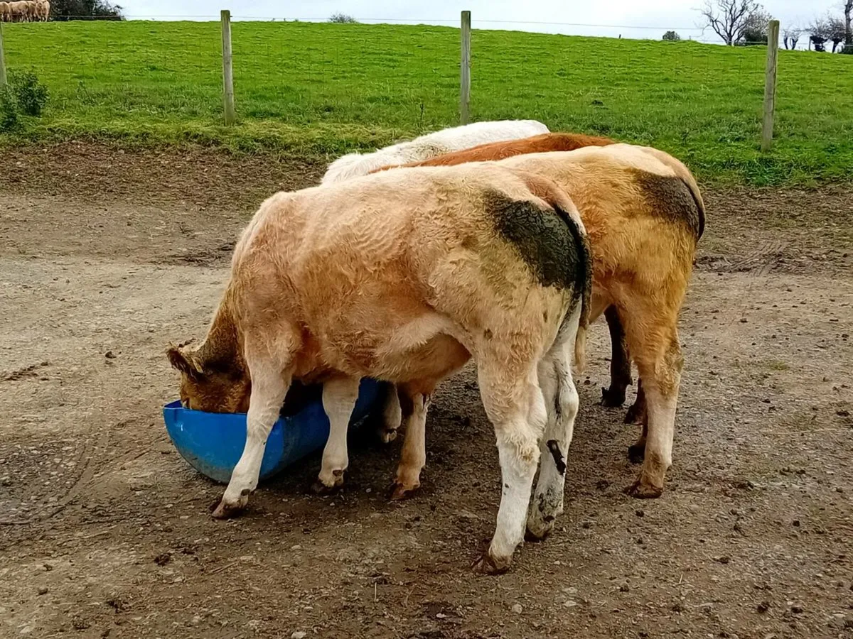 6 Smashing Charlaois Store Bullocks - Image 1