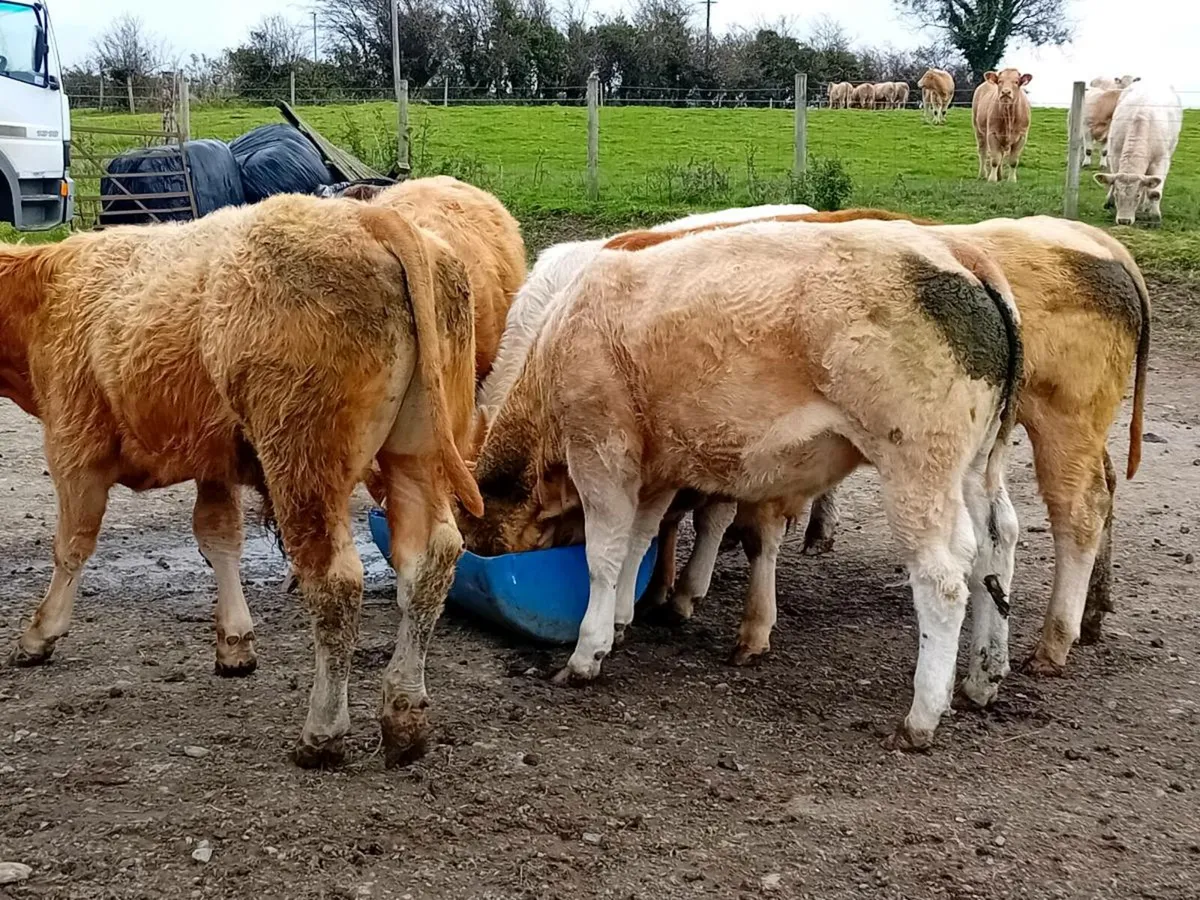6 Smashing Charlaois Store Bullocks - Image 2