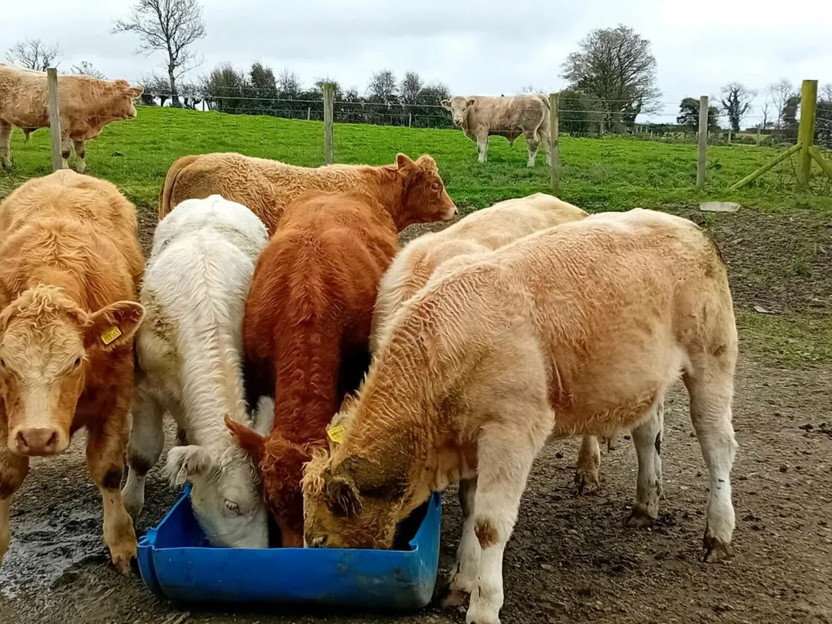 6 Smashing Charlaois Store Bullocks - Image 3