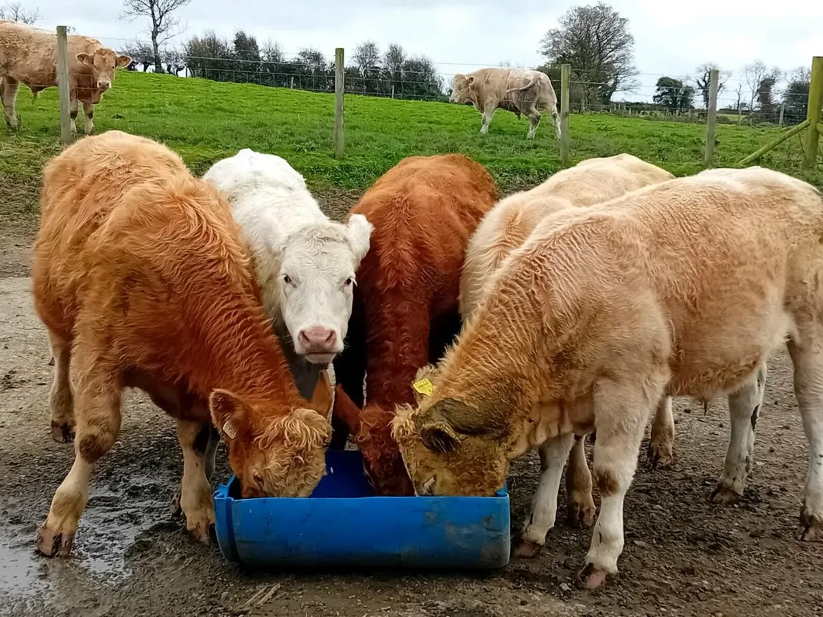 6 Smashing Charlaois Store Bullocks - Image 4