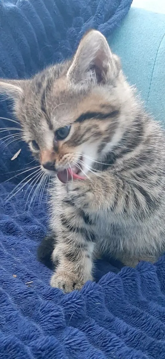 Kittens - Image 3