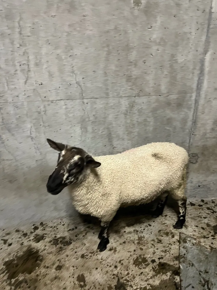 Rams - Image 1