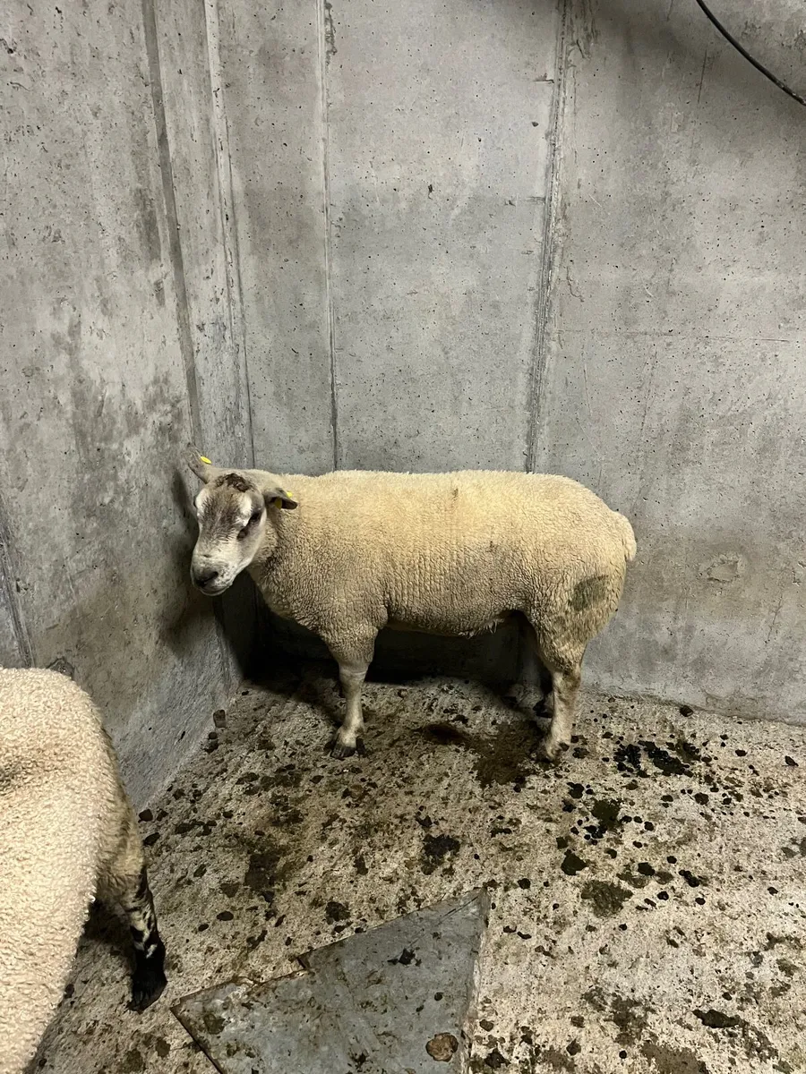 Rams - Image 2