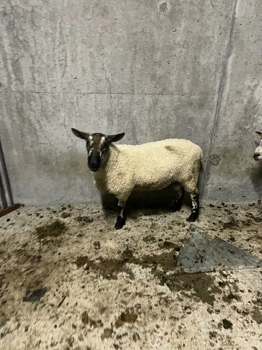 Rams - Image 3