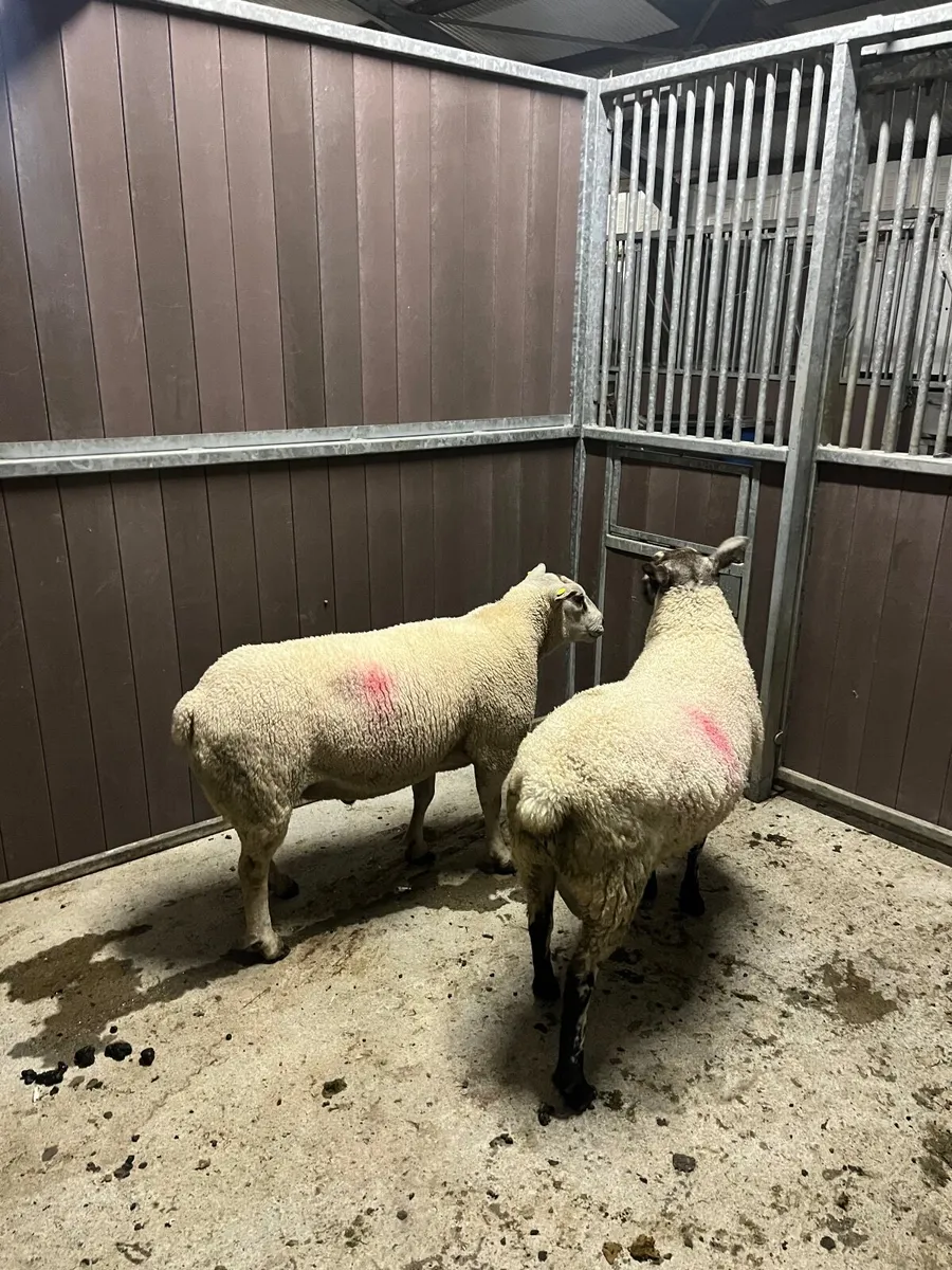 Rams - Image 4