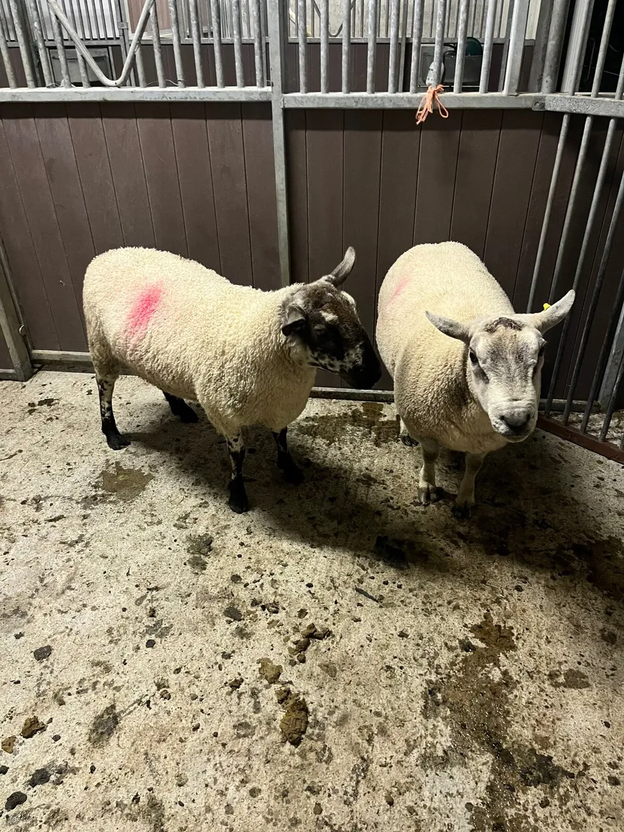 Rams - Image 4