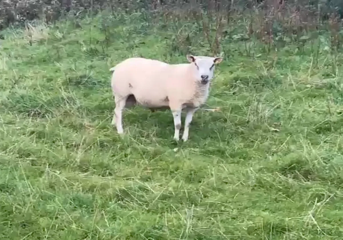 Charolais Ram - Image 1