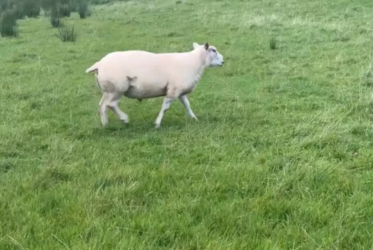 Charolais Ram - Image 2