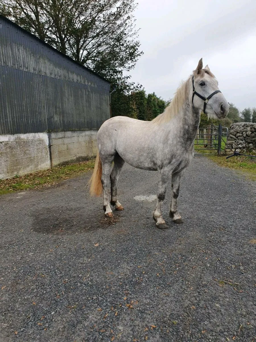 Horse - Image 1