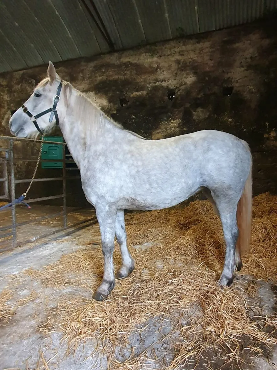 Horse - Image 2