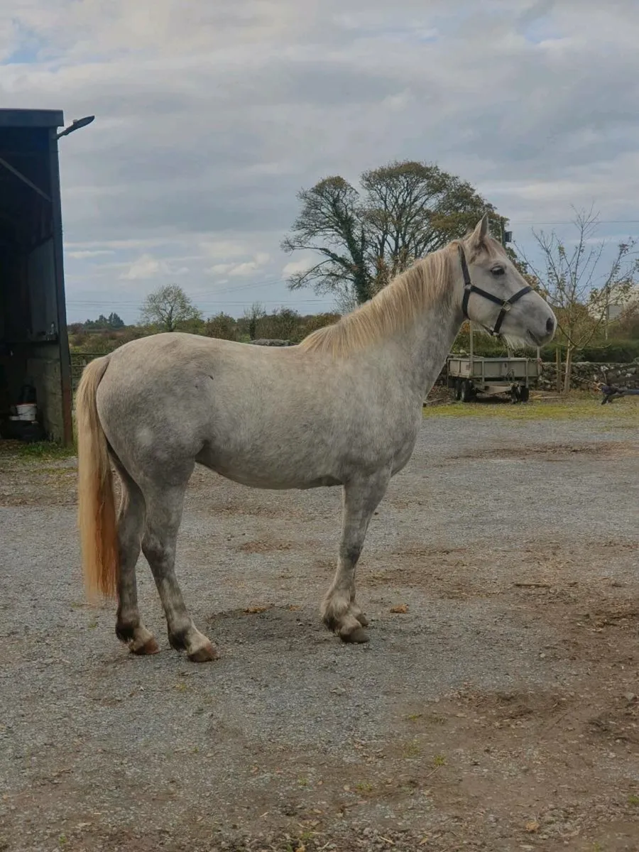 Horse - Image 3