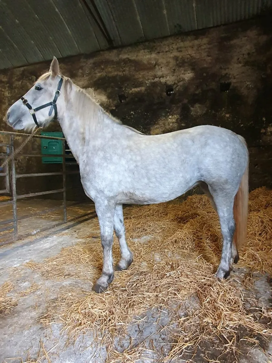 Horse - Image 4