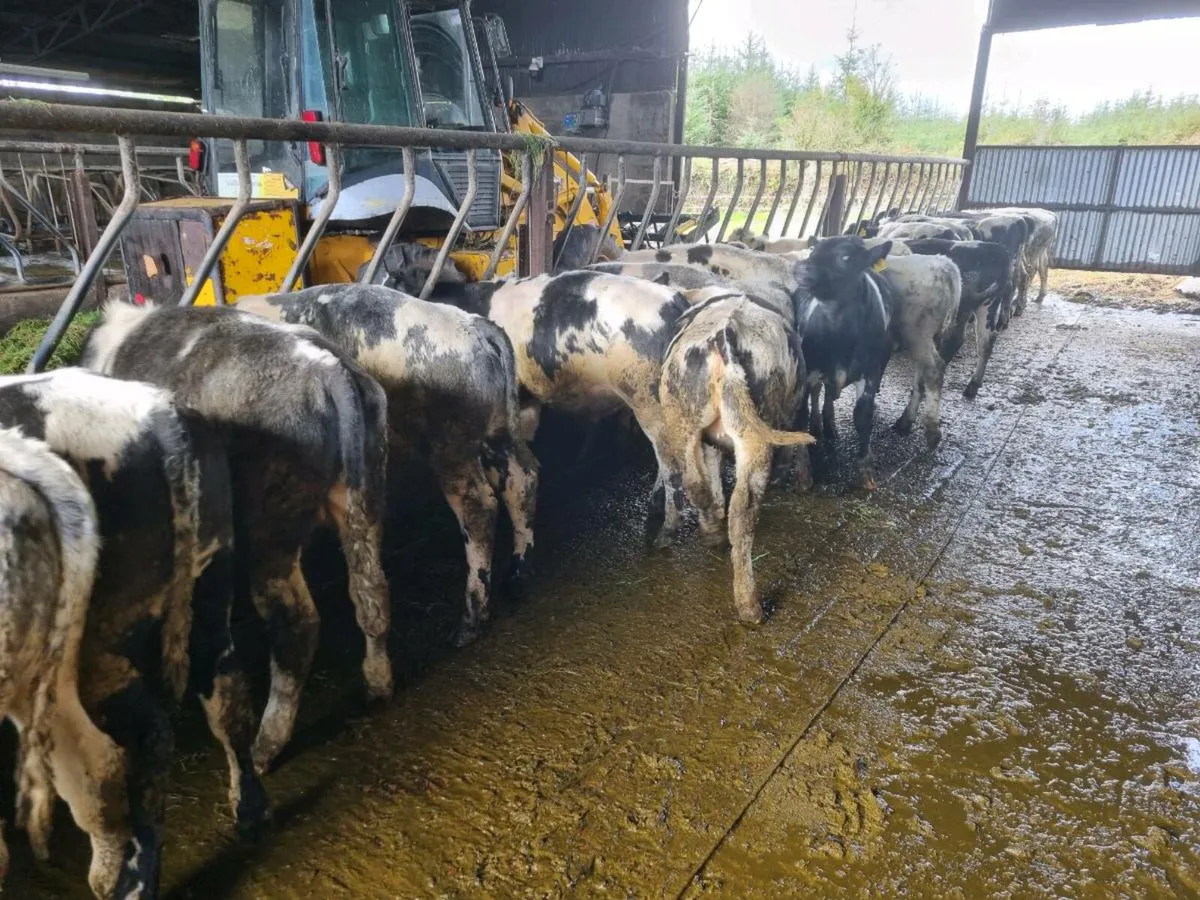 78 Belgian Blue Weanlings - Image 2