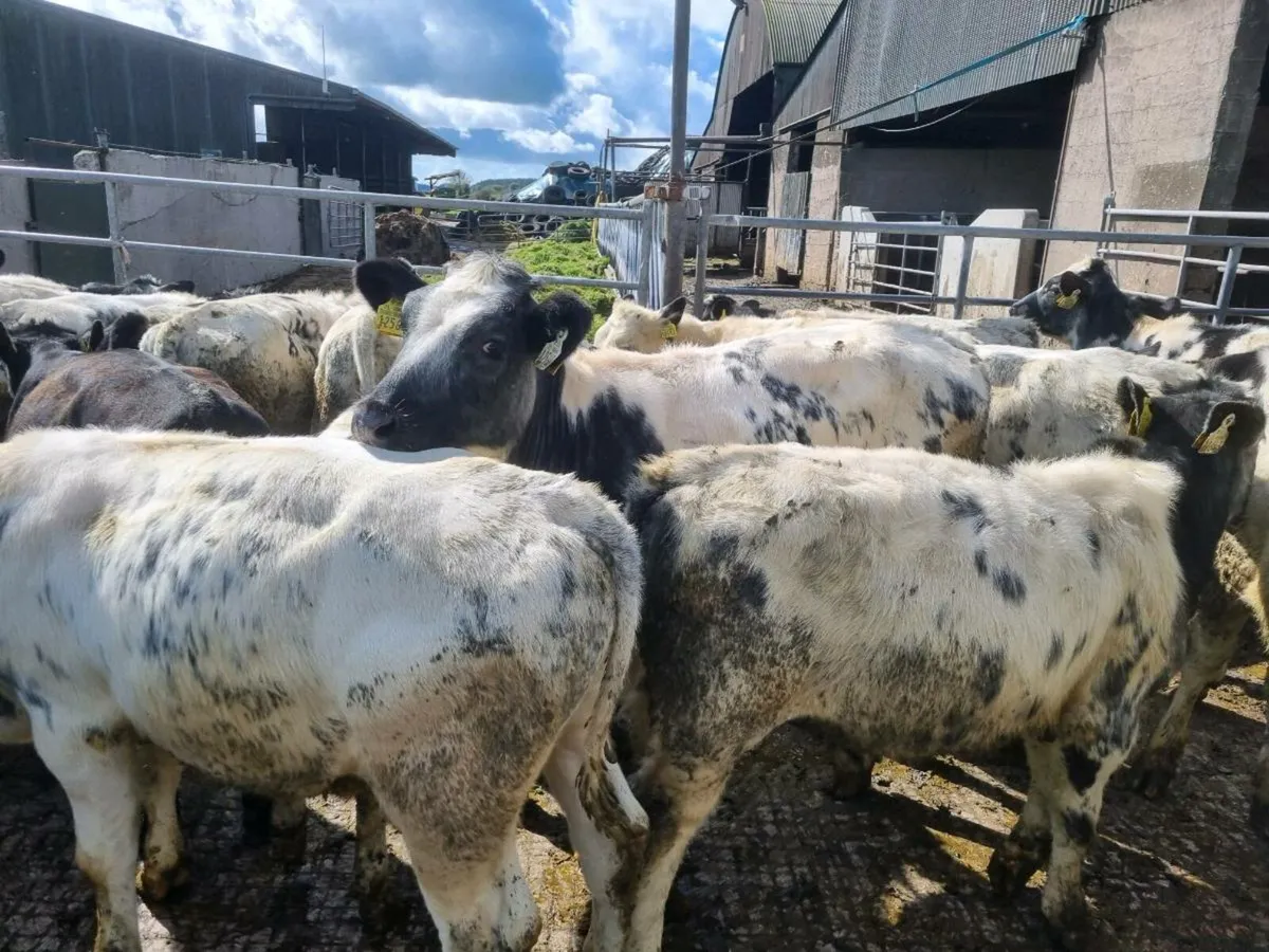 78 Belgian Blue Weanlings - Image 3