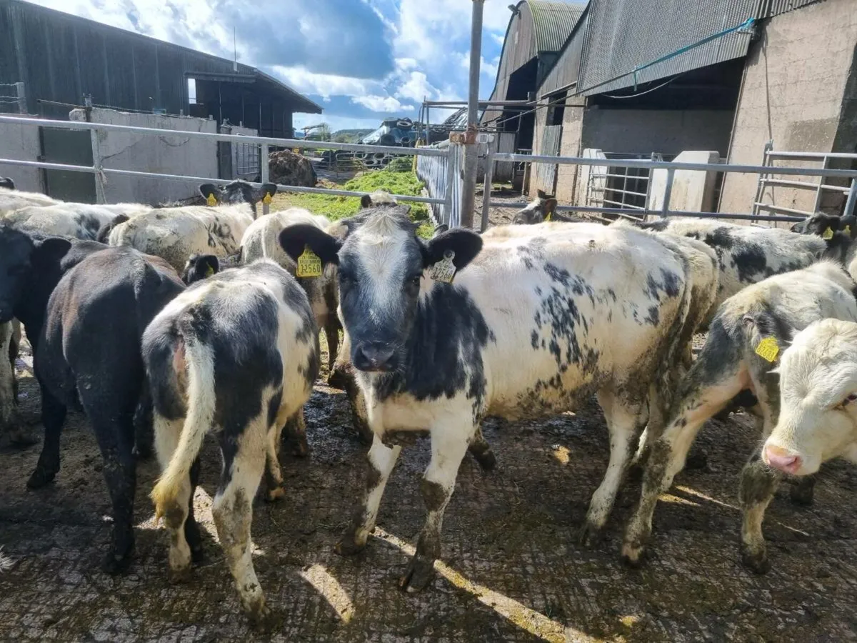 78 Belgian Blue Weanlings - Image 4