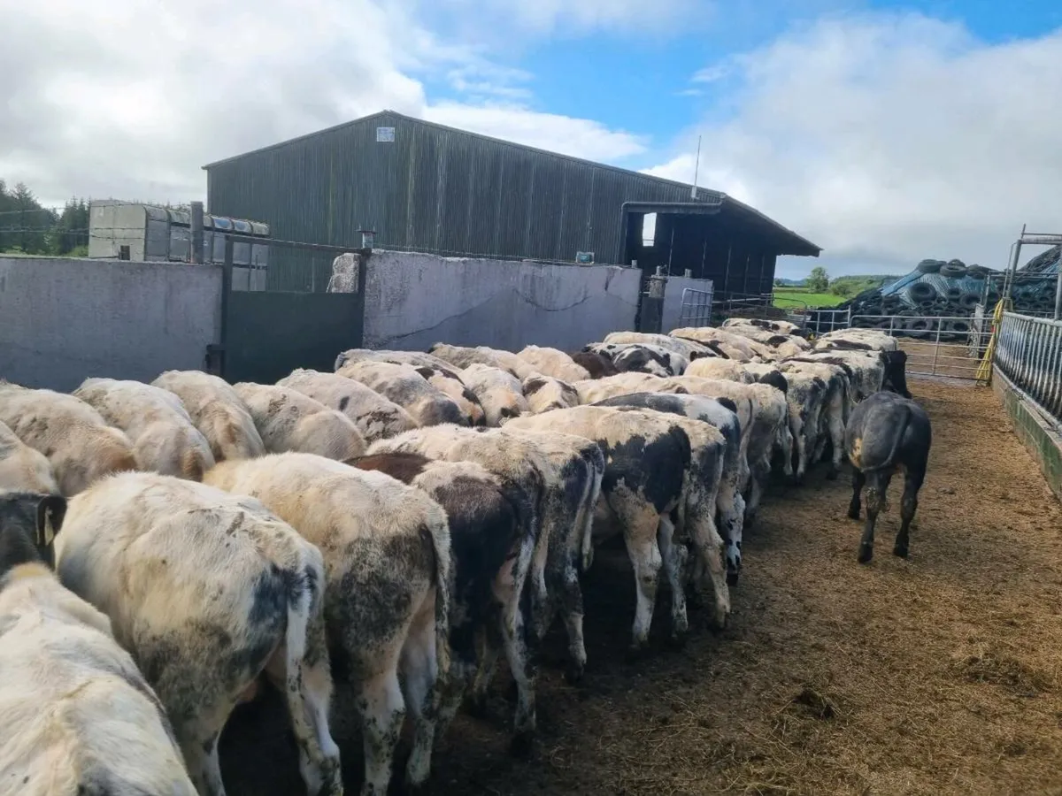 79 Belgian Blue Weanlings - Image 1