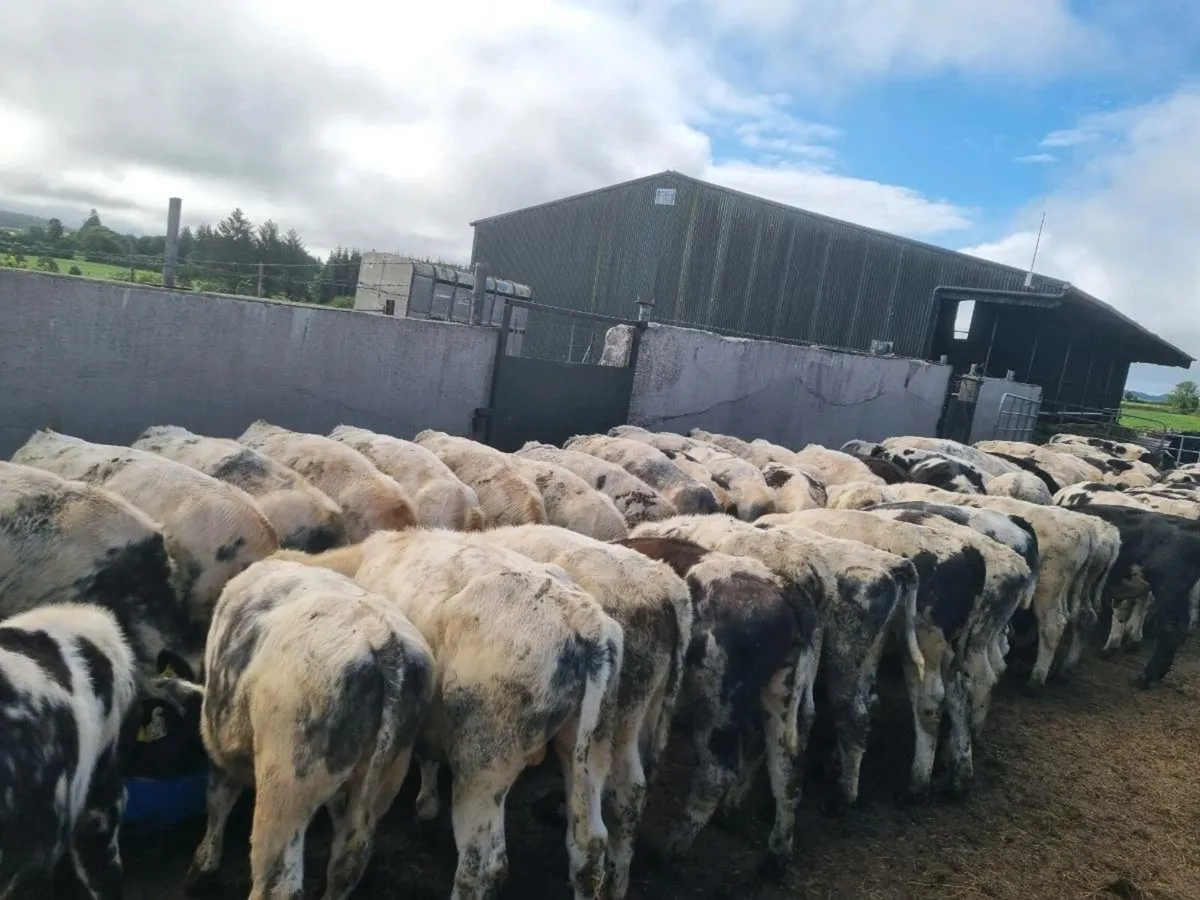 78 Belgian Blue Weanlings - Image 1