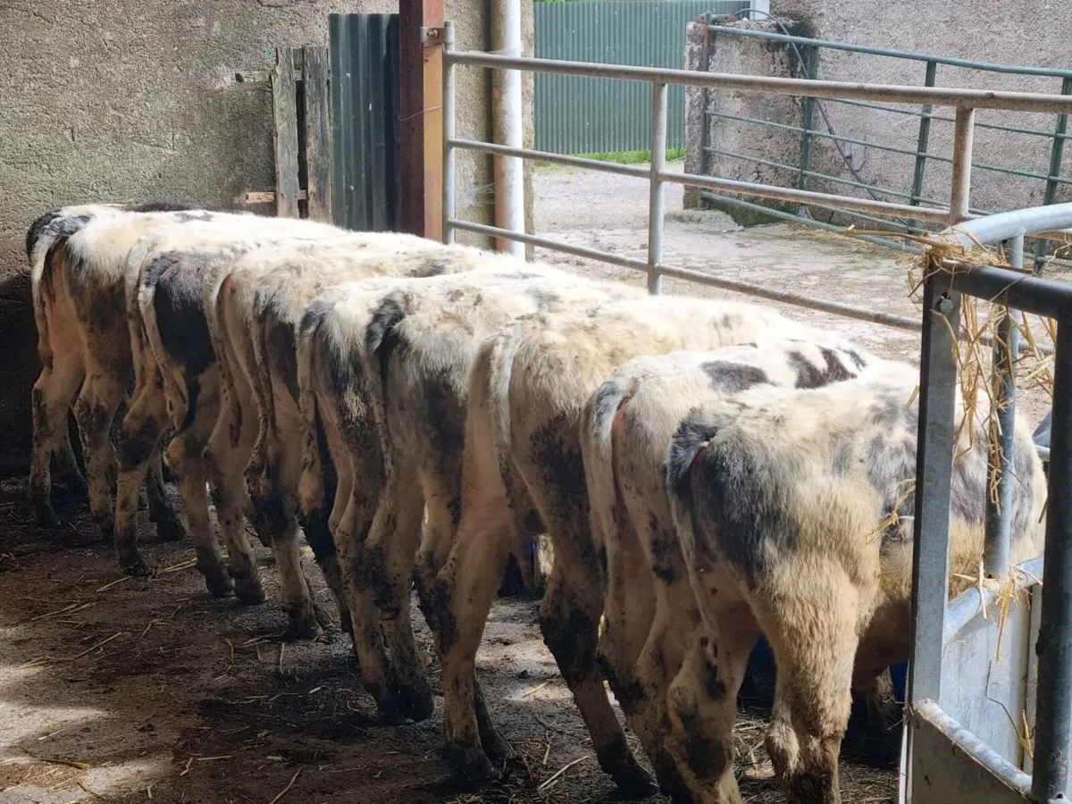79 Belgian Blue Weanlings - Image 2