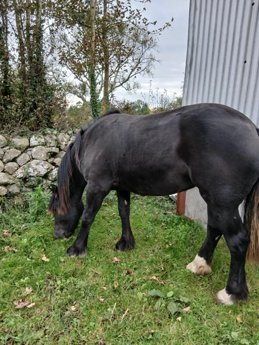 Horse - Image 1