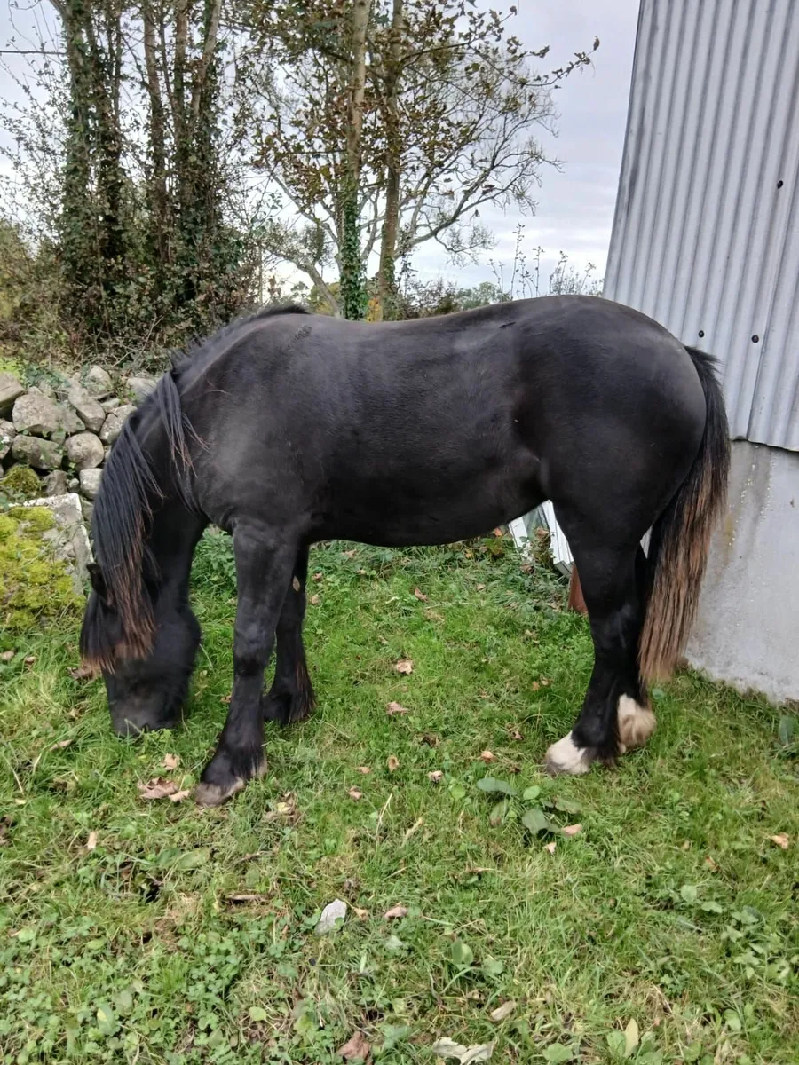 Horse - Image 2