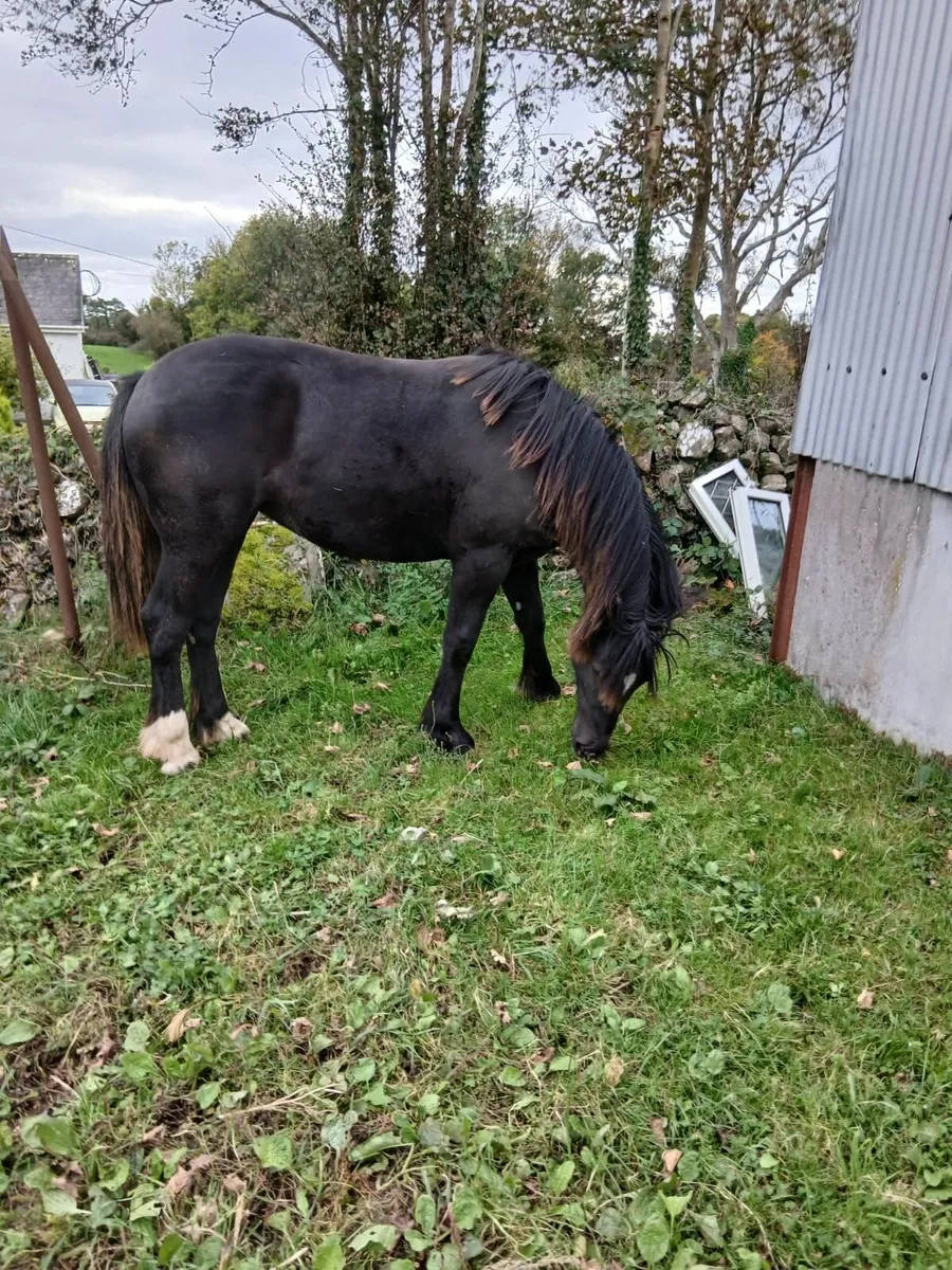 Horse - Image 3