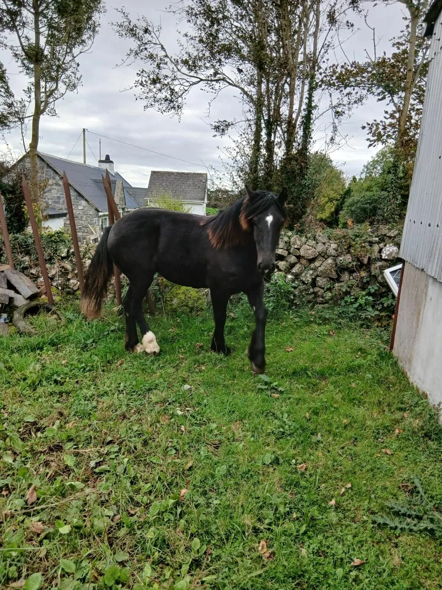 Horse - Image 4