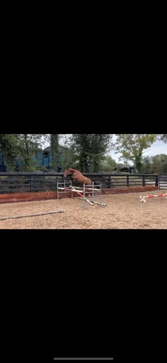 Ish Mare - Image 4