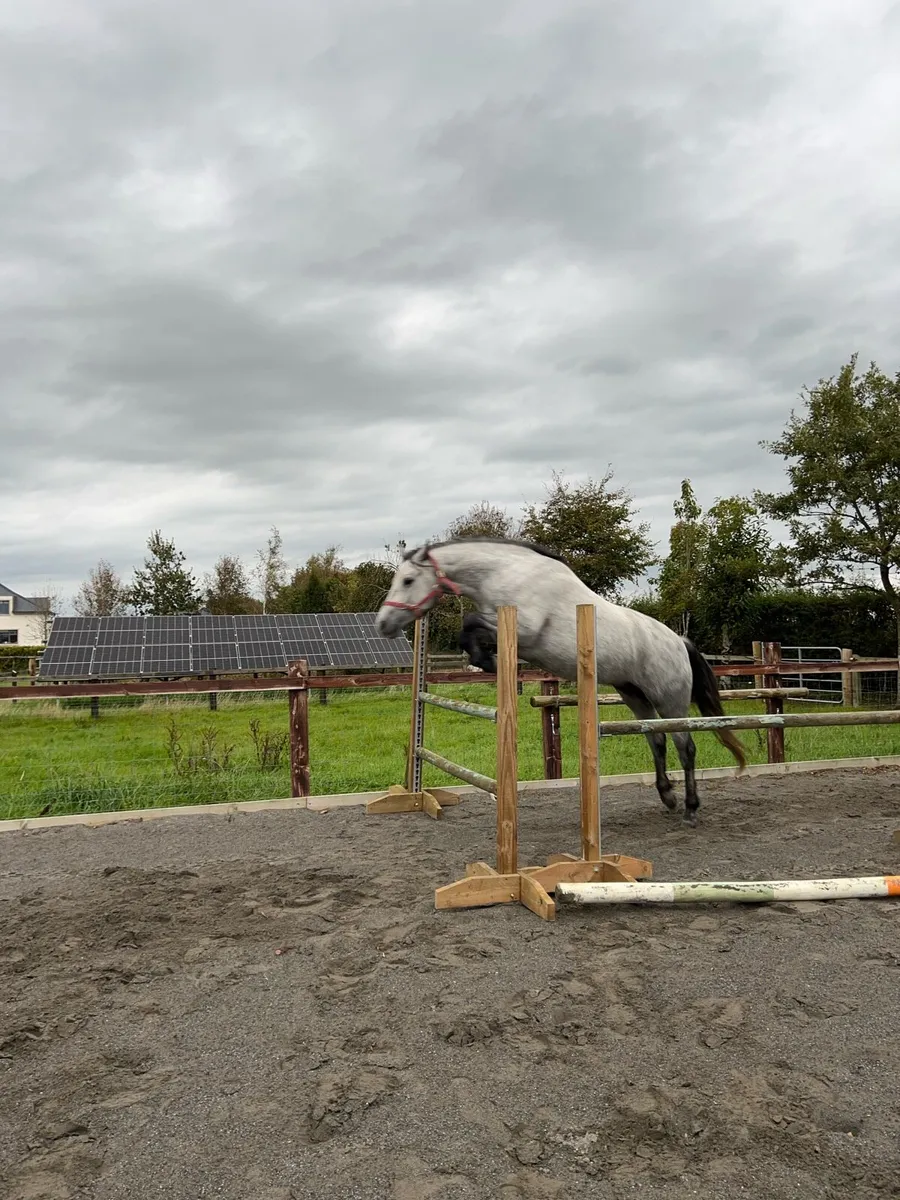 3yo gelding - Image 1