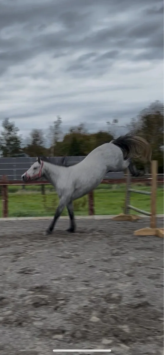 3yo gelding - Image 2