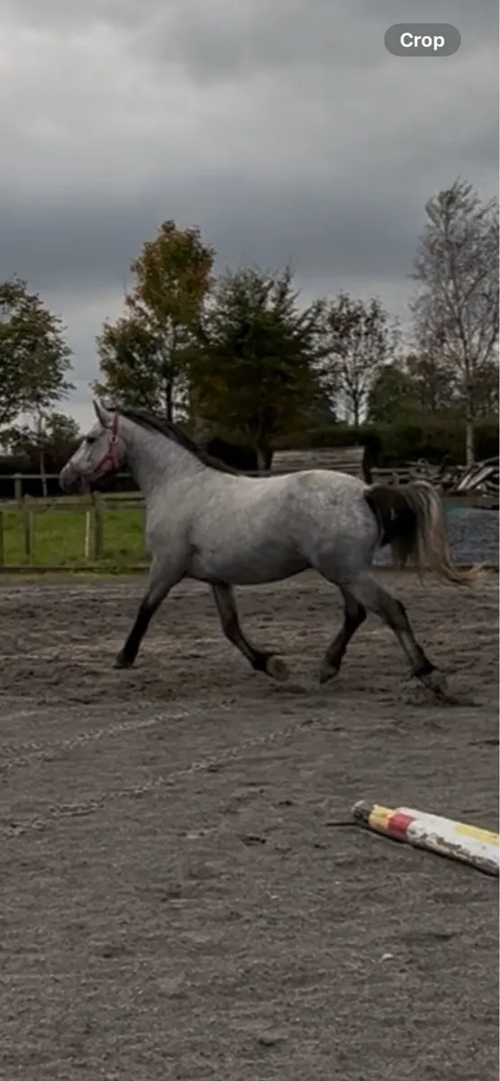 3yo gelding - Image 3