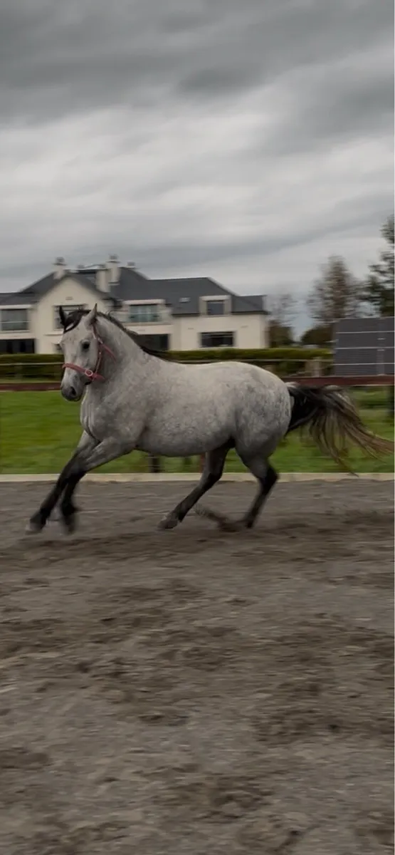 3yo gelding - Image 4