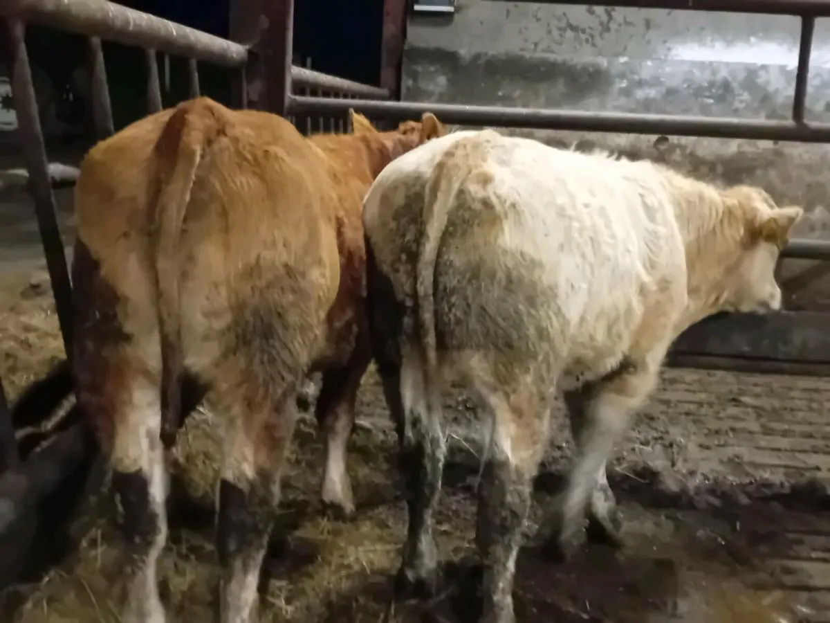 2 Smashing Bull Weanlings - Image 2