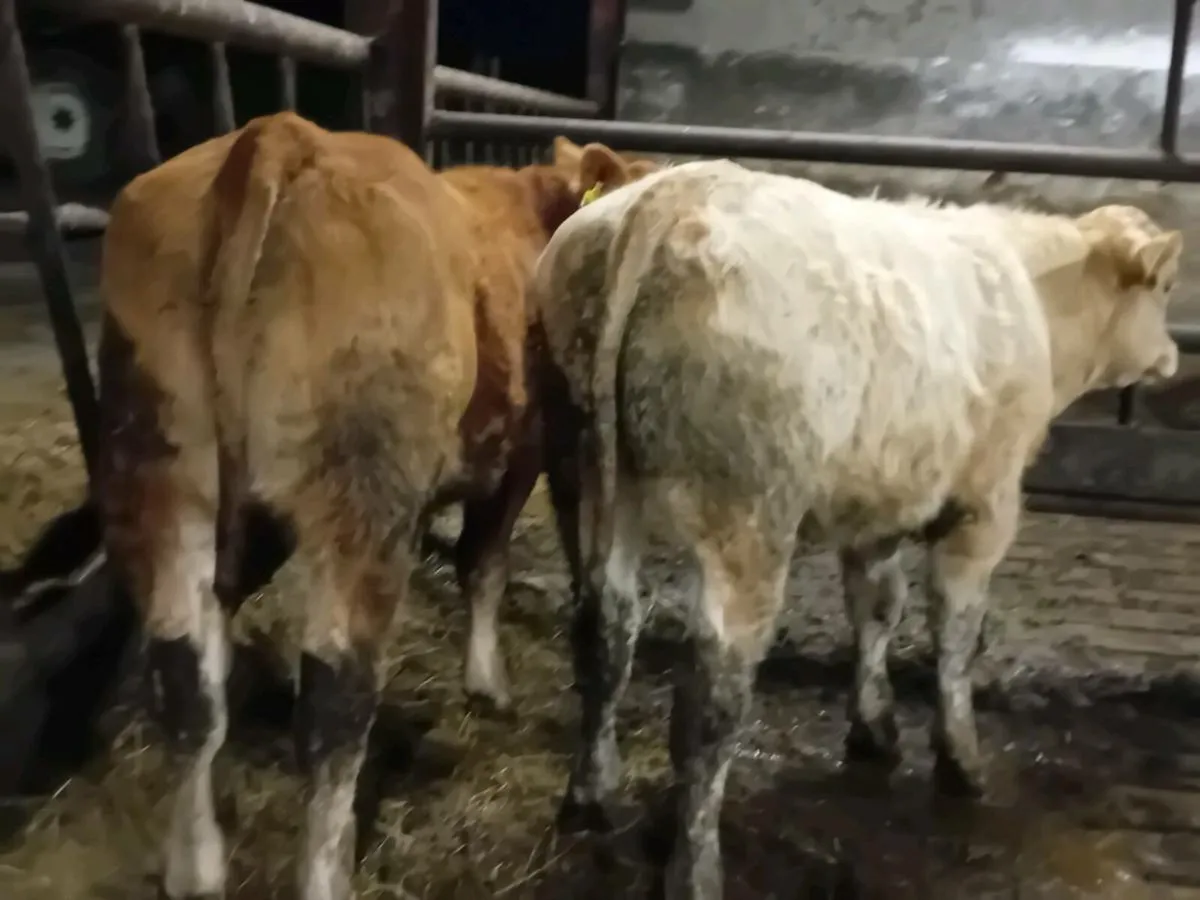 2 Smashing Bull Weanlings - Image 3