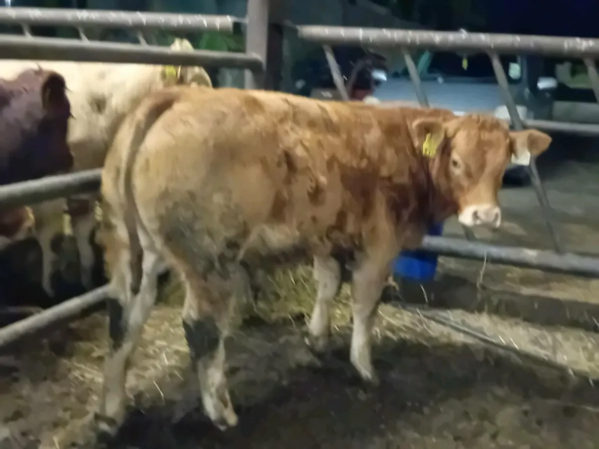2 Smashing Bull Weanlings - Image 4